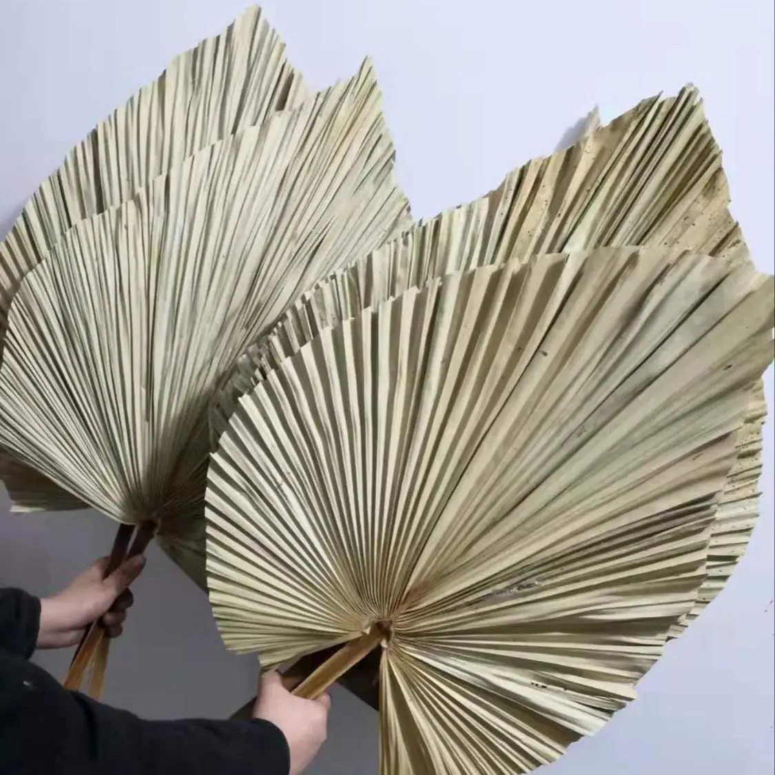 Palm Leaf Dried - Natural Dried Palm Leaves, DIY Dried