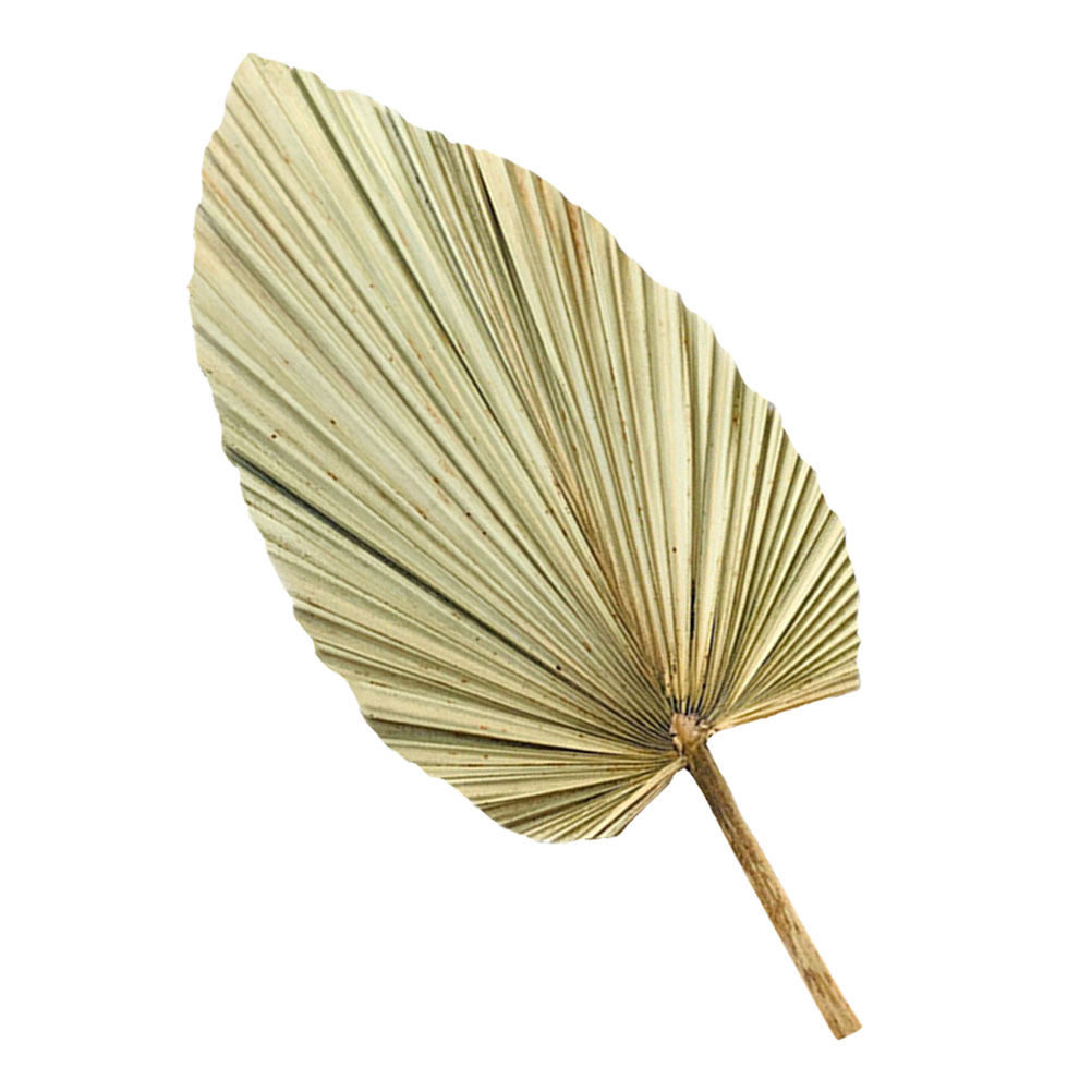 Palm Leaf Dried - 1Pcs Natural Dried Palm Leaf Decor