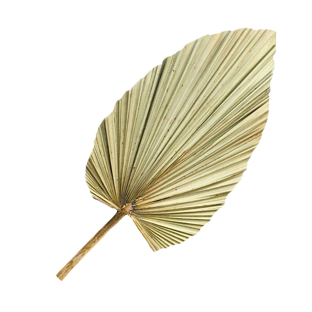 1Pcs Natural Dried Palm Leaf W - Palm Leaf Dried recension och pris