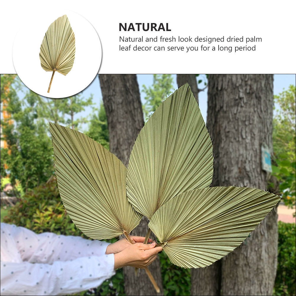 1Pcs Natural Dried Palm Leaf W - Palm Leaf Dried recension och pris