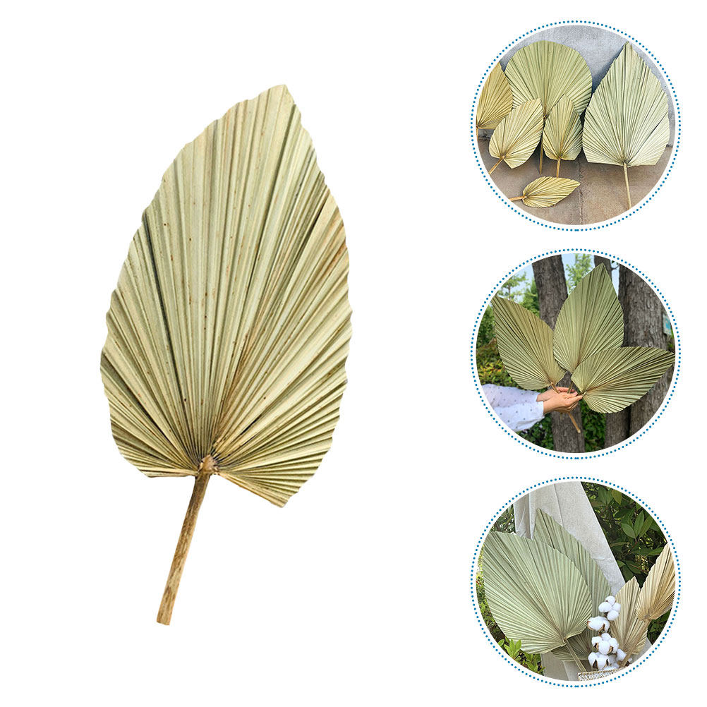 1Pcs Natural Dried Palm Leaf W - Palm Leaf Dried recension och pris