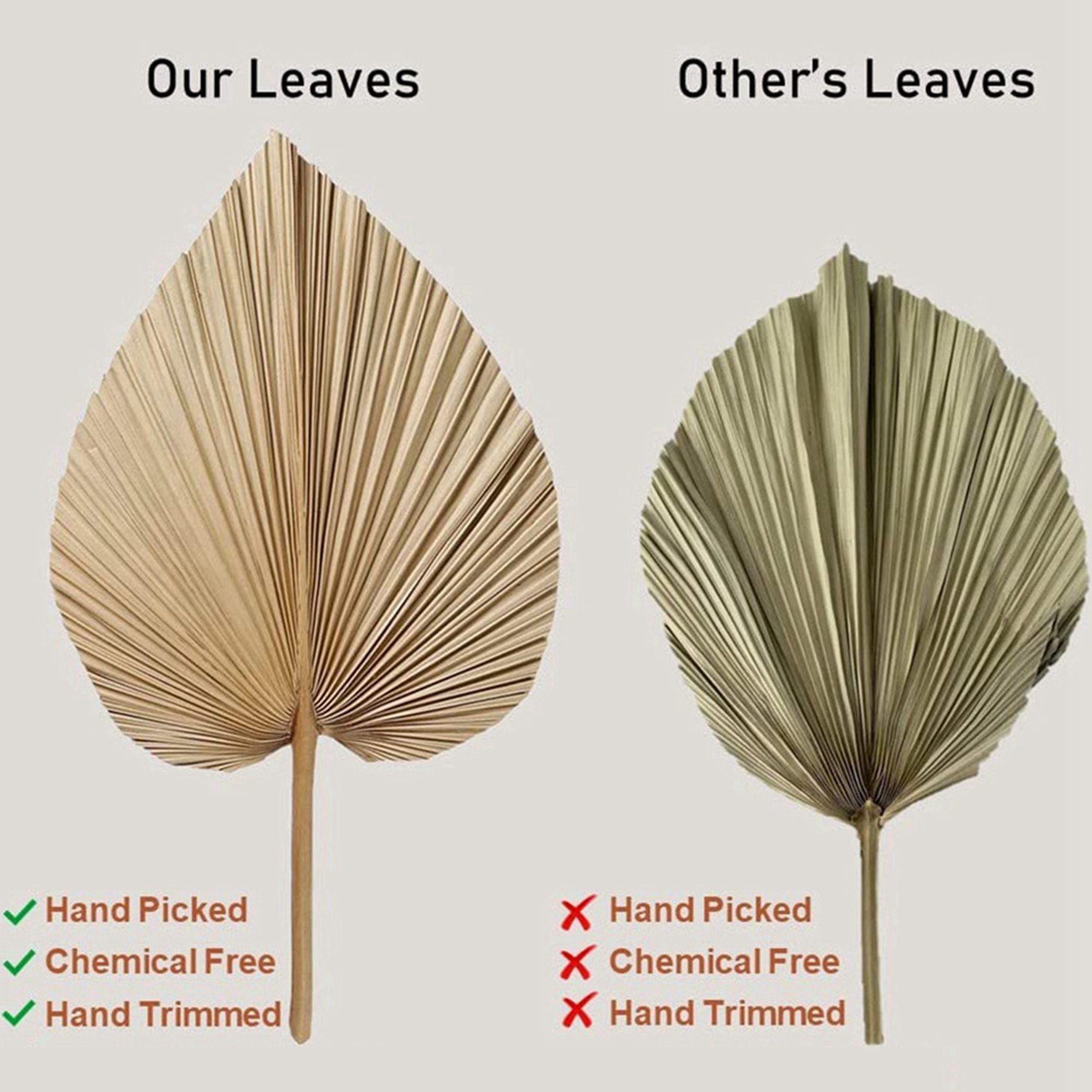 8 Pieces Natural Dried Palm Le - Palm Leaf Dried recension och pris