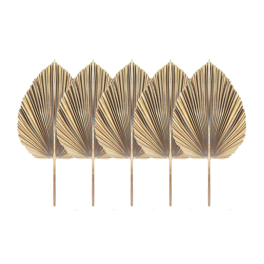 5Pcs Natural Dried Palm Leaves - Palm Leaf Dried recension och pris