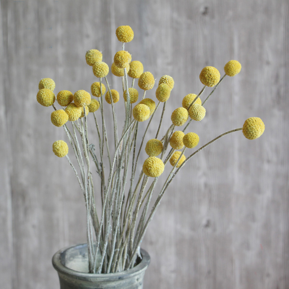 20pcs Natural dried Craspedia  - Dried Flower Bunch recension och pris