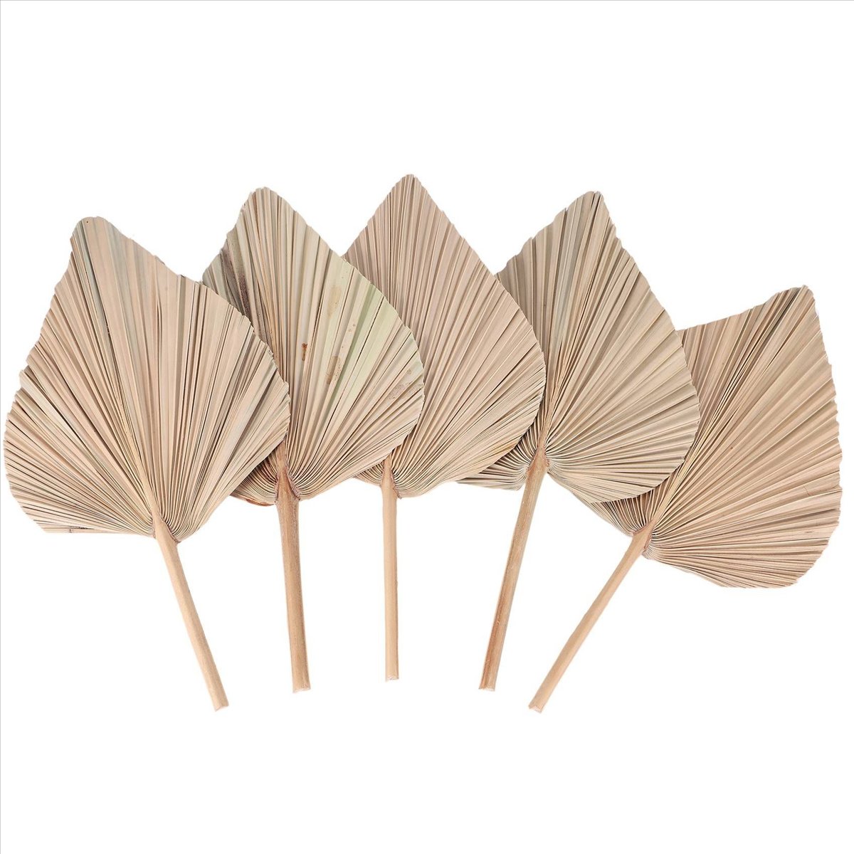 NOCM Dried Palm Leaves Room De - Palm Leaf Dried recension och pris