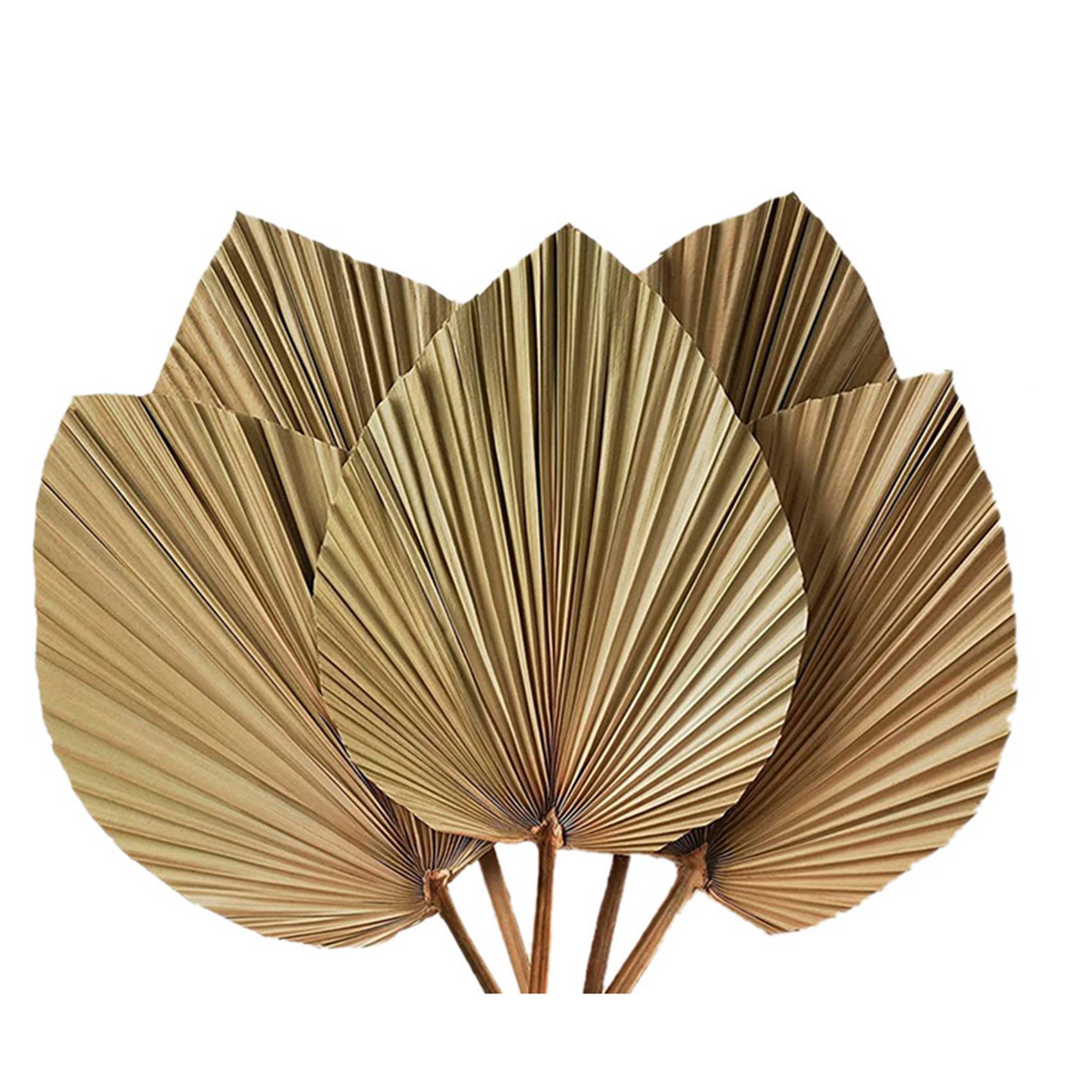 Dried Palm Leaves Room Decor 1 - Palm Leaf Dried recension och pris