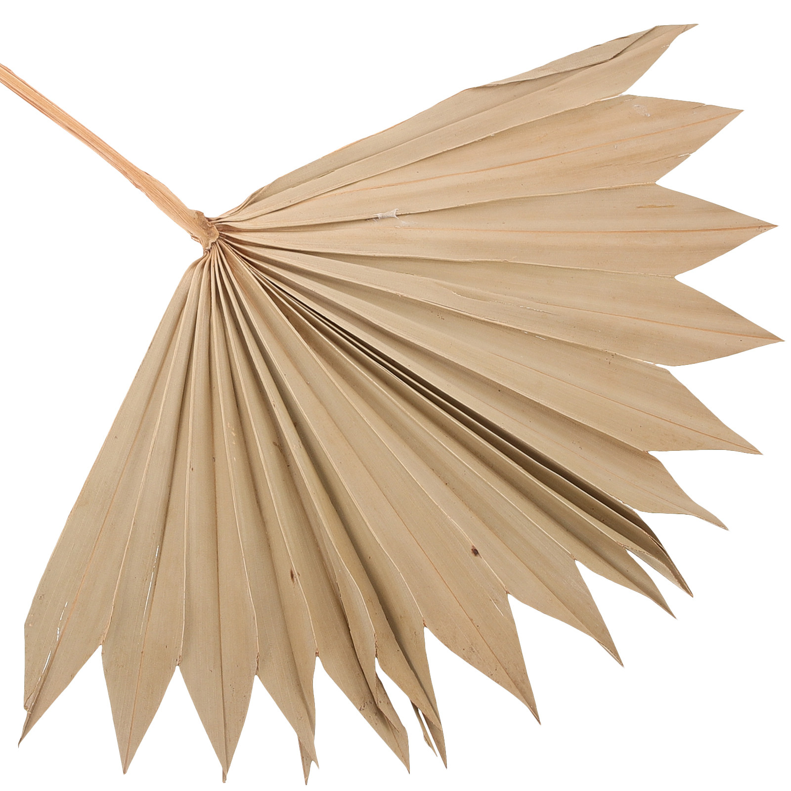 4Pcs Natural Dried Palm Leaf F - Palm Leaf Dried recension och pris