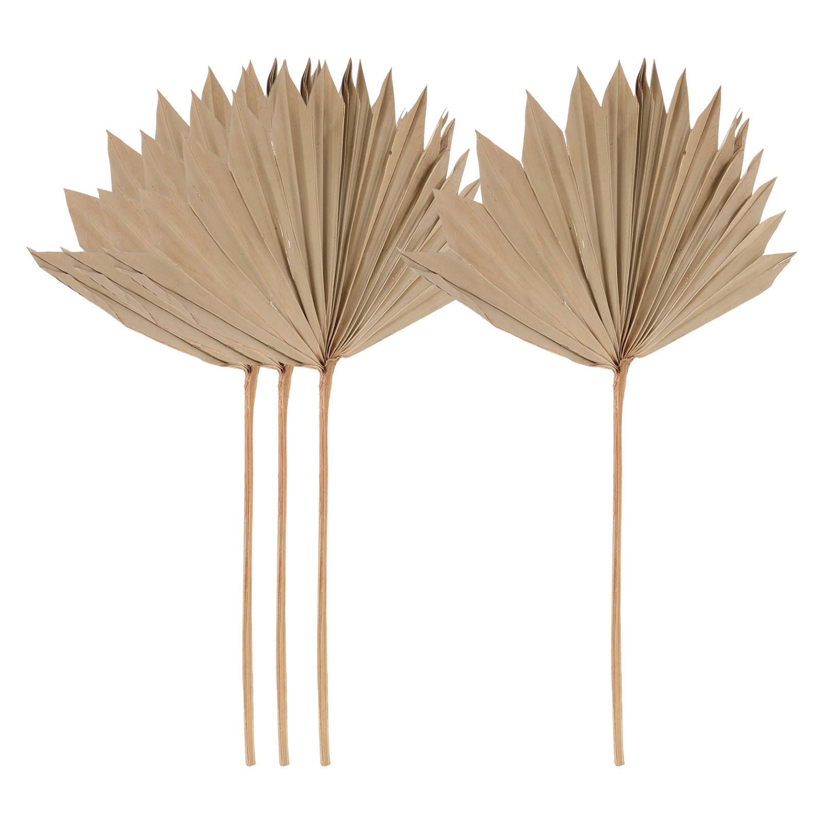 4Pcs Dried Palm Leaf Fan Weddi - Palm Leaf Dried recension och pris