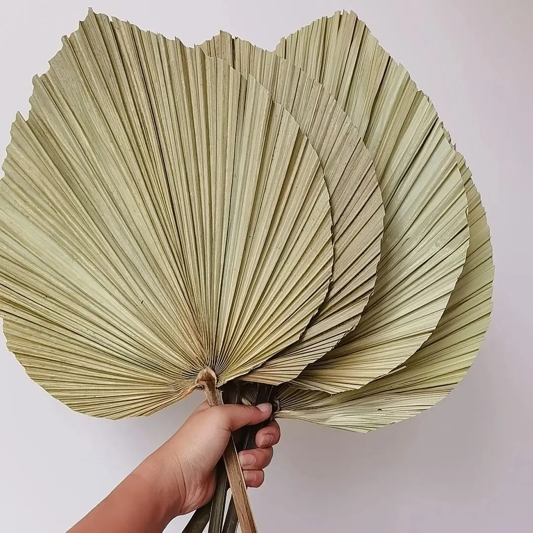 Natural Dried Palm Leaves, DIY - Palm Leaf Dried recension och pris