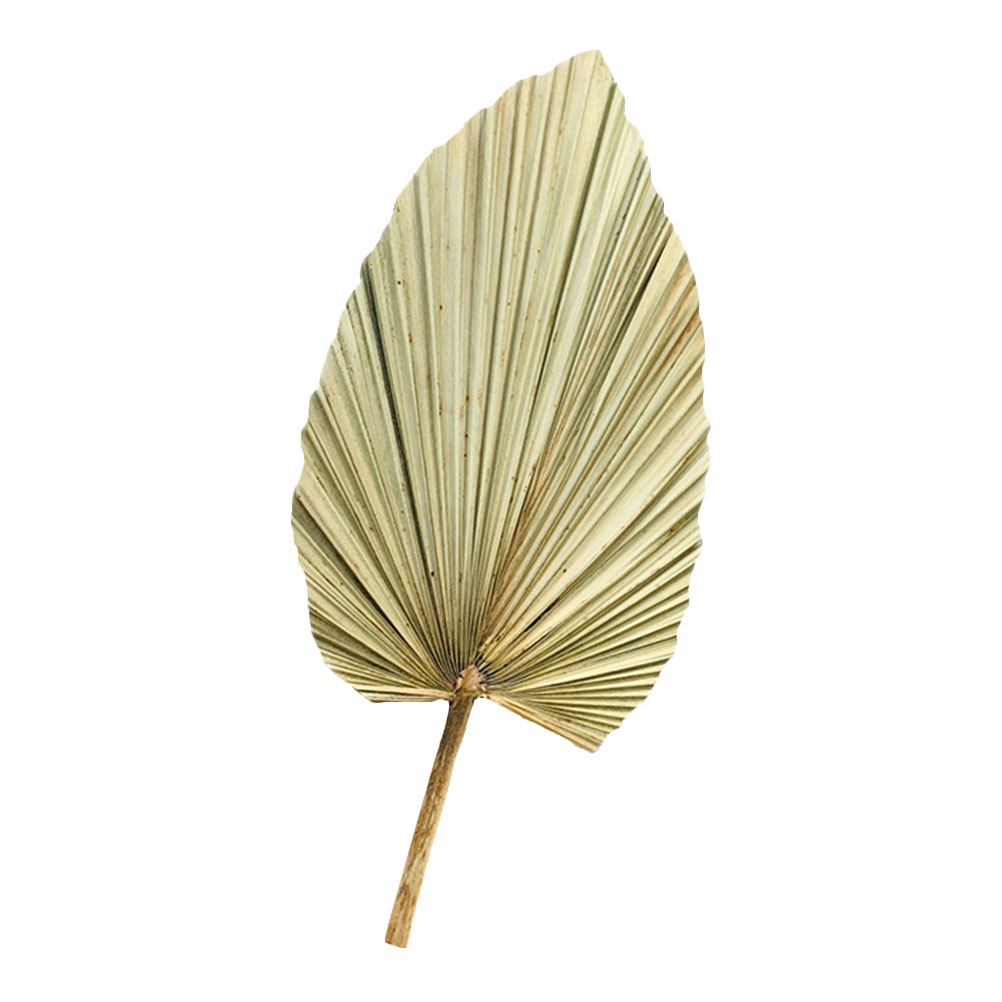 1Pcs Natural Dried Palm Leaf D - Palm Leaf Dried recension och pris