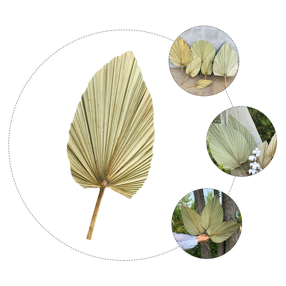 1Pcs Natural Dried Palm Leaf D - Palm Leaf Dried recension och pris